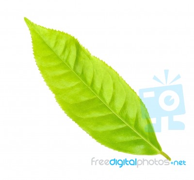 Tea Leaf Isolated On The White Background Stock Photo