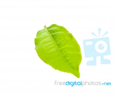 Tea Leaf Isolated On The White Background Stock Photo