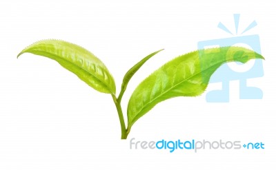 Tea Leaf Isolated On The White Background Stock Photo