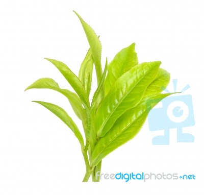 Tea Leaf Isolated On The White Background Stock Photo