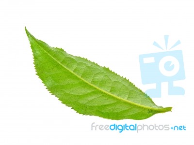 Tea Leaf Isolated On The White Background Stock Photo