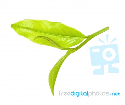 Tea Leaf Isolated On The White Background Stock Photo