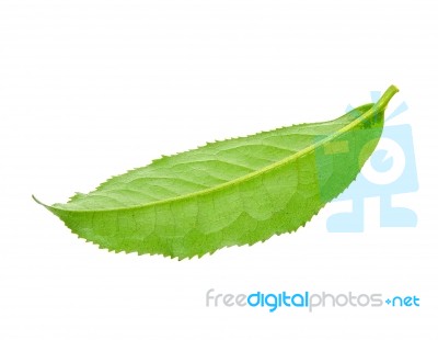 Tea Leaf Isolated On The White Background Stock Photo