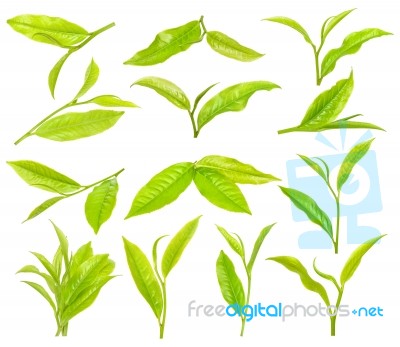 Tea Leaf Isolated On The White Background Stock Photo