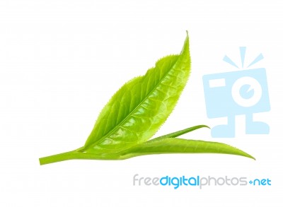 Tea Leaf Isolated On The White Background Stock Photo