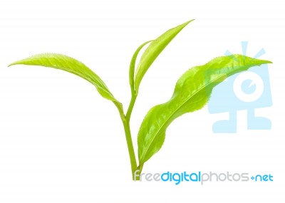 Tea Leaf Isolated On The White Background Stock Photo