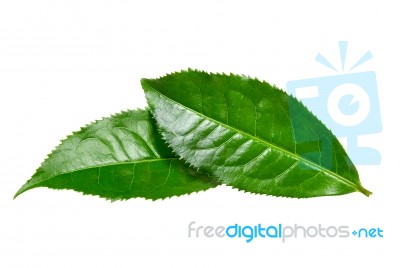 Tea Leaf Isolated On The White Background Stock Photo