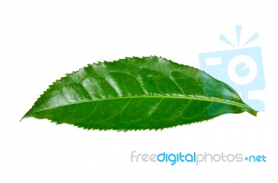 Tea Leaf Isolated On The White Background Stock Photo