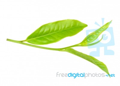 Tea Leaf Isolated On The White Background Stock Photo