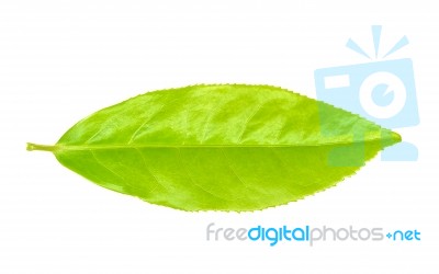 Tea Leaf Isolated On The White Background Stock Photo