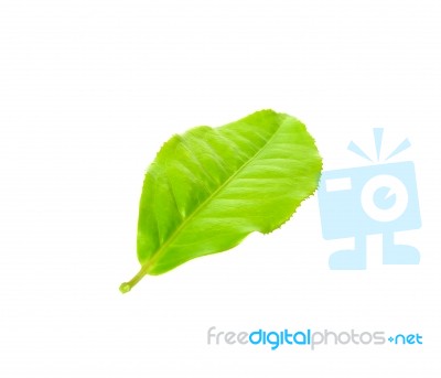 Tea Leaf Isolated On The White Background Stock Photo