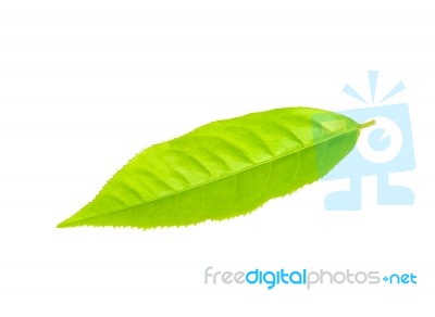 Tea Leaf Isolated On The White Background Stock Photo