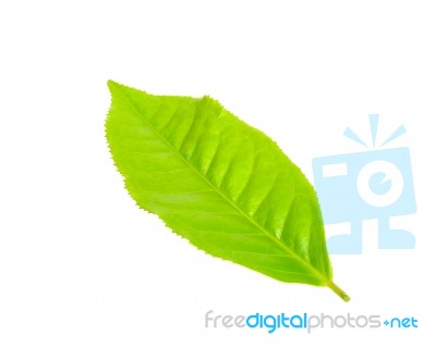 Tea Leaf Isolated On The White Background Stock Photo