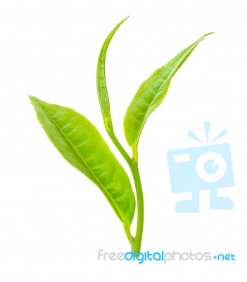 Tea Leaf Isolated On The White Background Stock Photo