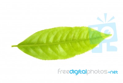 Tea Leaf Isolated On The White Background Stock Photo