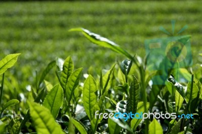 Tea Leaves At Plantation Stock Photo