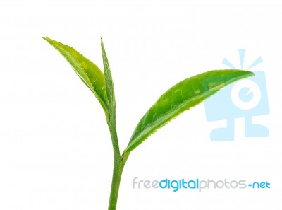 Tea Leaves Isolated On The White Background Stock Photo