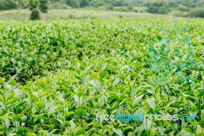 Tea Leaves On Farm Stock Photo