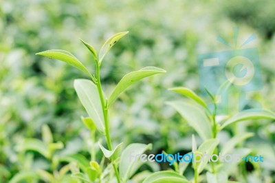 Tea Leaves With Blurred Background Stock Photo