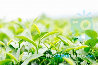 Tea Leaves With White Sky Stock Photo