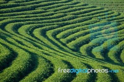 Tea Plantation Stock Photo