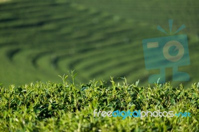 Tea Plantation Stock Photo