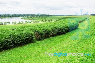 Tea Plantation And Pond Stock Photo