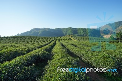 Tea Plantation In Doi Mae Salong, Chiang Rai Thailand Stock Photo