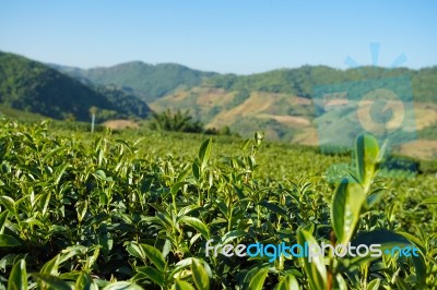 Tea Plantation In Doi Mae Salong, Chiang Rai Thailand Stock Photo