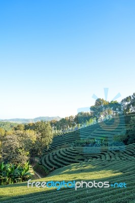 Tea Plantation In Doi Mae Salong, Chiang Rai Thailand Stock Photo