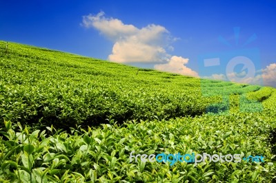 Tea Plantation With Cloud And Blue Sky Stock Photo