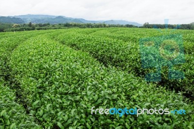 Tea Plantation With Sky Stock Photo