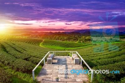 Tea Plantations At Sunset Stock Photo