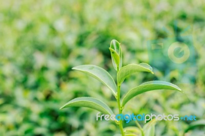 Tea With Nature Background Stock Photo