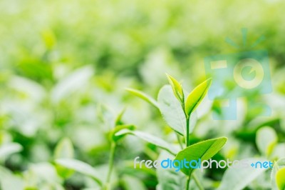 Tea With Refreshing On Farm Stock Photo