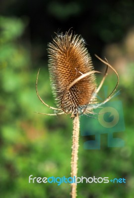 Teasel (dipsacus) Sunlit With Autumn Sunshine Stock Photo