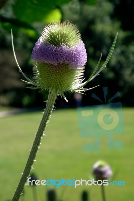 Teasel In Flower Stock Photo