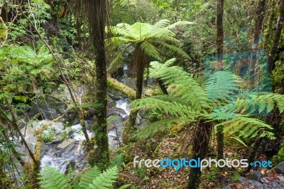 Temperate Rain Forest In New Zealand Stock Photo