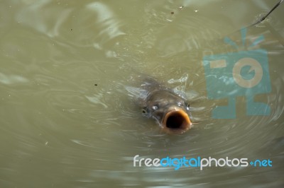 Tench Or Doctor Fish (tinca Tinca) Stock Photo