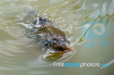 Tench Or Doctor Fish (tinca Tinca) Stock Photo