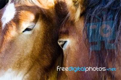 Tenderness Stock Photo