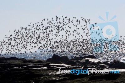 Terns Over The Atlantic Ocean Stock Photo