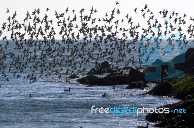 Terns Over The Atlantic Ocean Stock Photo