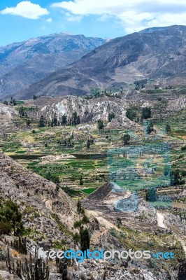 Terrace Farming In The Canyon Of The Colca River In Southern Per… Stock Photo