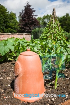 Terracotta Rhubarb Forcer Stock Photo