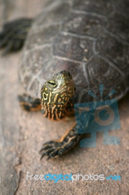 Terrapin Stock Photo