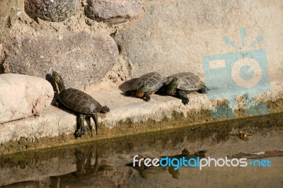 Terrapins Stock Photo