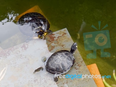 Terrapins In The Moat Around The Bandstand In Tavira Portugal Stock Photo