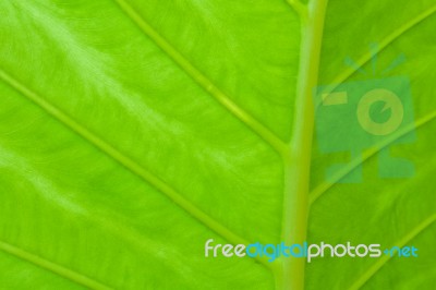 Texture Of A Green Leaf Stock Photo