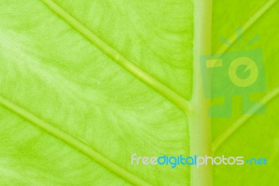 Texture Of A Green Leaf Stock Photo